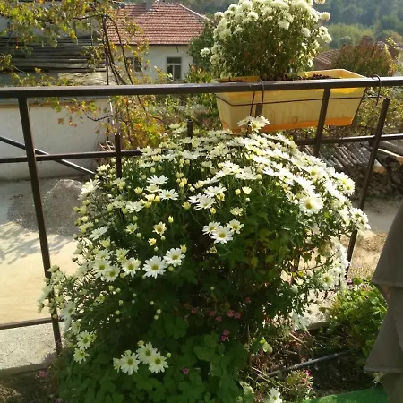 Πανσιόν Kaltsunova House